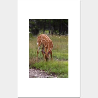 Foraging for food - White-taileddeer fawn Posters and Art